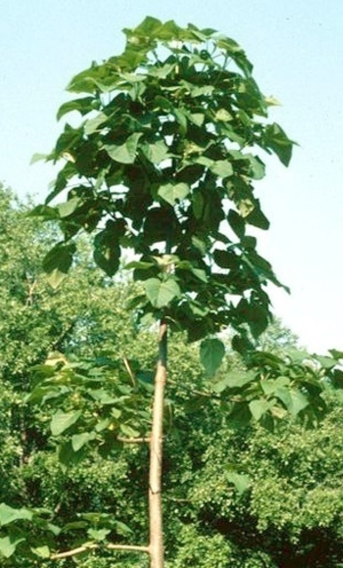 Павловния войлочная (Paulownia tomentosa)