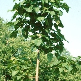 Павловния войлочная (Paulownia tomentosa)