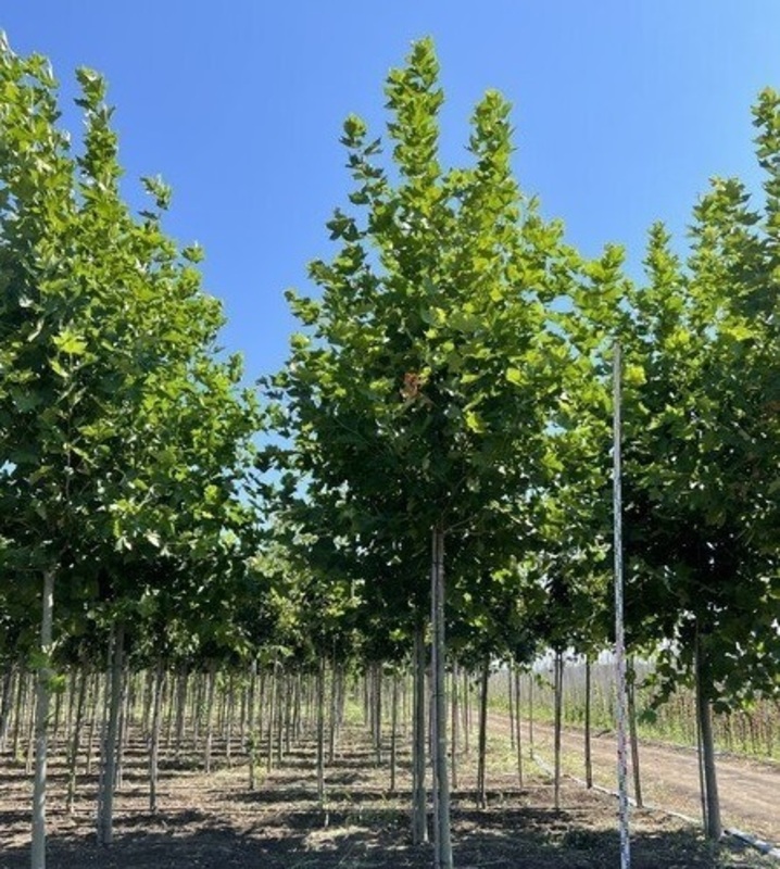 Платан кленолистный Бладгуд (Platanus x acerifolia 'Bloodgood')