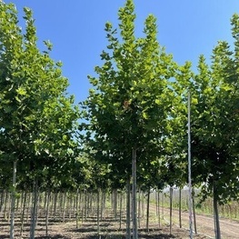 Платан кленолистный Бладгуд (Platanus x acerifolia 'Bloodgood')