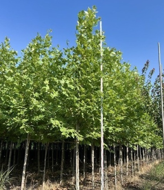 Платан кленолистный Колумбия (Platanus x acerifolia 'Columbia')