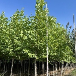 Платан кленолистный Колумбия (Platanus x acerifolia 'Columbia')