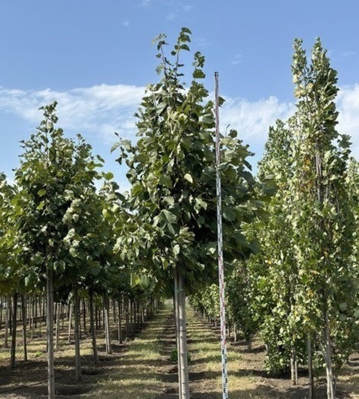Платан кленолистный Эксклеймейшн (Platanus x acerifolia 'Exclamation')