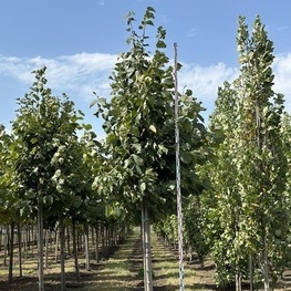 Платан кленолистный Эксклеймейшн (Platanus x acerifolia 'Exclamation')