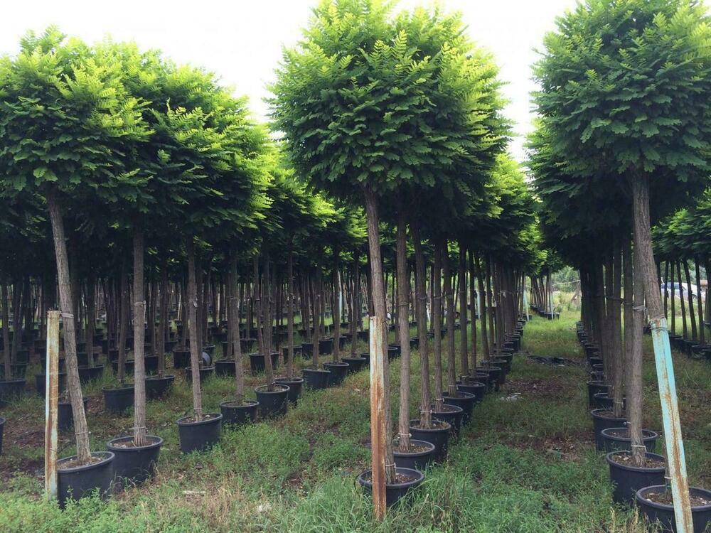 Робиния лжеакация Умбракулифера (Robinia pseudoacacia 'Umbraculifera')