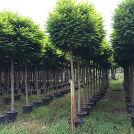 Робиния лжеакация Умбракулифера (Robinia pseudoacacia 'Umbraculifera')