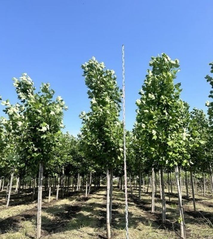 Тюльпанное дерево (Liriodendron tulipifera)