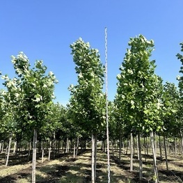 Тюльпанное дерево (Liriodendron tulipifera)