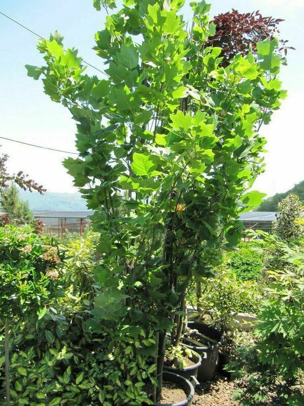 Тюльпанное дерево Фастигиата (Liriodendron tulipifera 'Fastigiata')