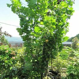 Тюльпанное дерево Фастигиата (Liriodendron tulipifera 'Fastigiata')