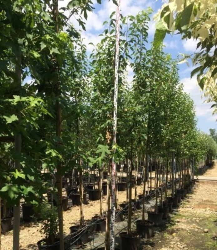 Яблоня ягодная Колумнарис (Malus baccata 'Columnaris')