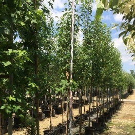 Яблоня ягодная Колумнарис (Malus baccata 'Columnaris')