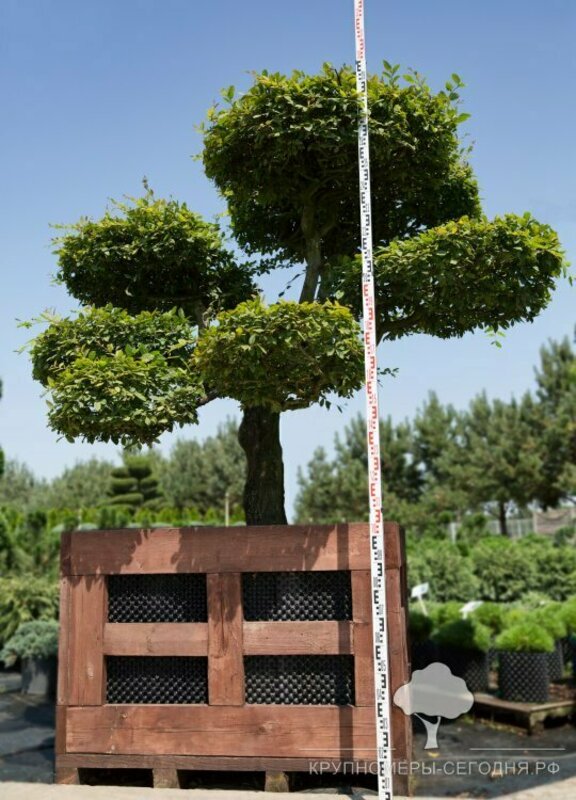 Граб обыкновенный (Carpinus betulus)