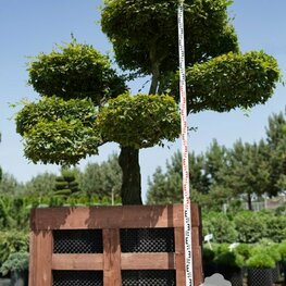 Граб обыкновенный (Carpinus betulus)