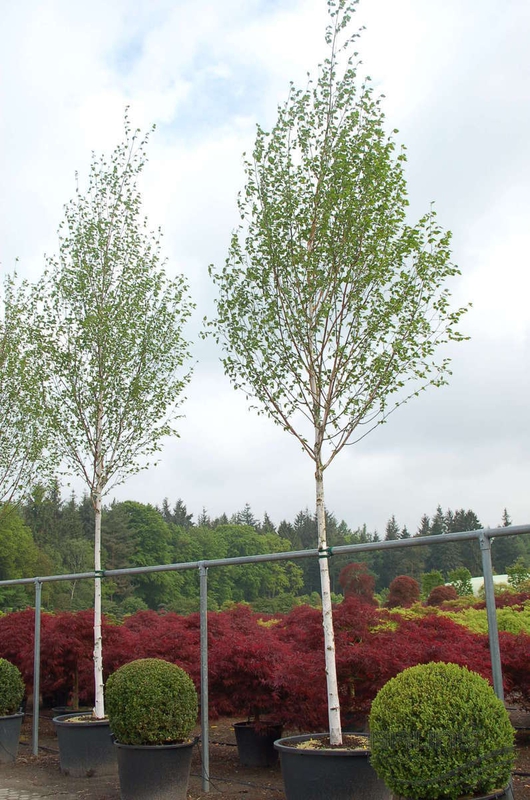 Береза полезная Доренбос (Betula utilis 'Doorenbos')