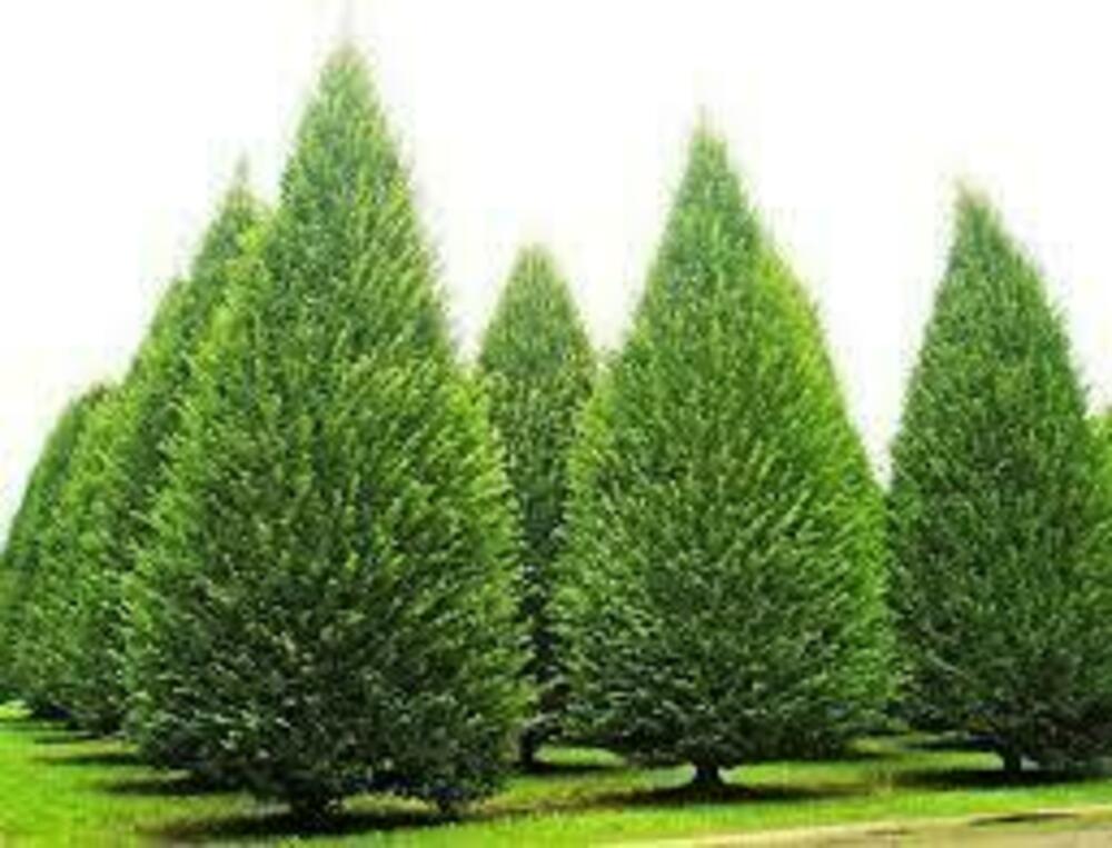 Граб обыкновенный (Carpinus betulus) ф. конус