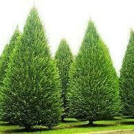 Граб обыкновенный (Carpinus betulus) ф. конус