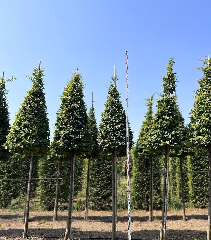 Граб обыкновенный (Carpinus betulus) ф. конус на штамбе