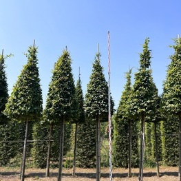 Граб обыкновенный (Carpinus betulus) ф. конус на штамбе