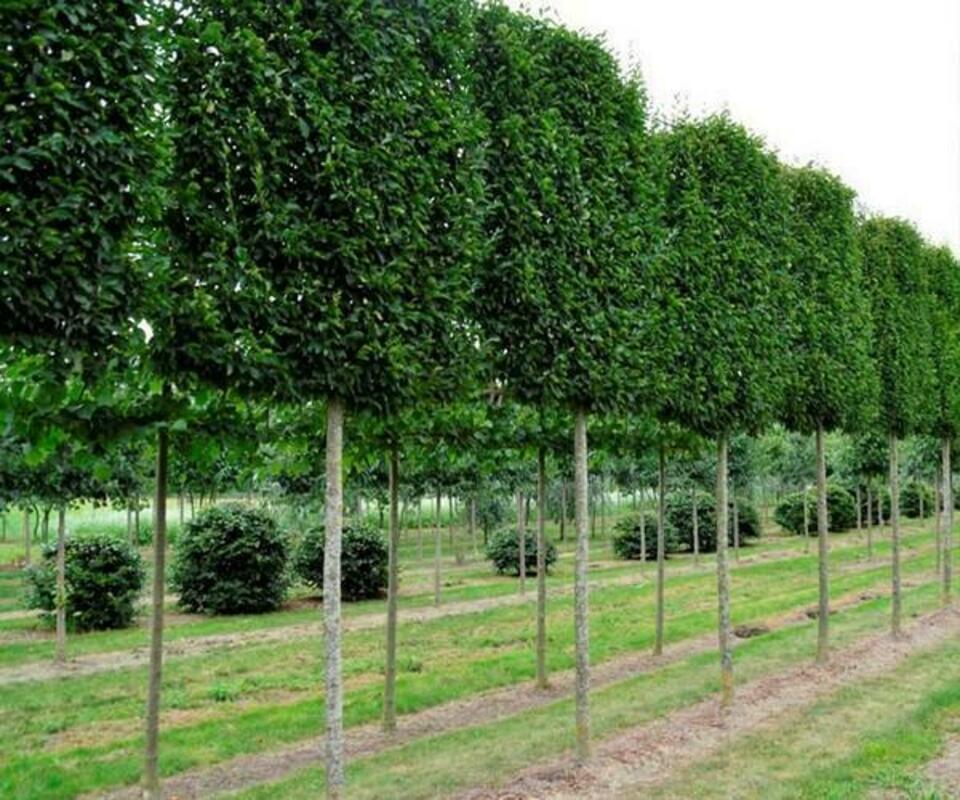 Граб обыкновенный (Carpinus betulus)