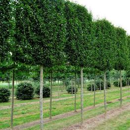 Граб обыкновенный (Carpinus betulus)