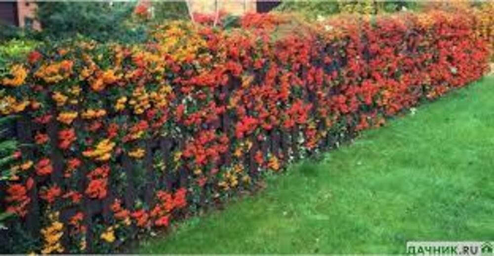 Пираканта (Pyracantha)