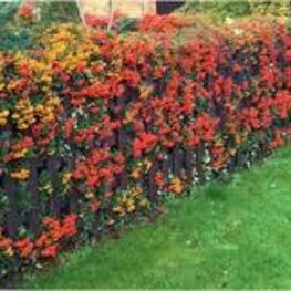 Пираканта (Pyracantha)