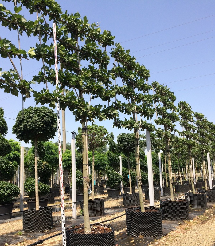 Платан кленолистный (Platanus x acerifolia)