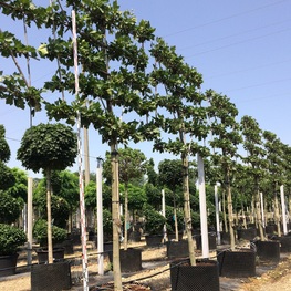 Платан кленолистный (Platanus x acerifolia)