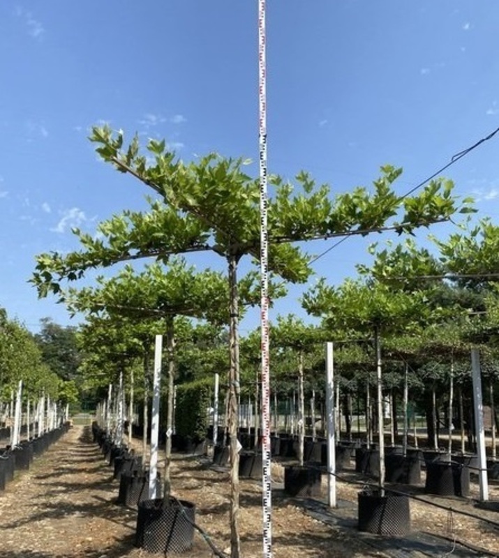 Платан кленолистный (Platanus x acerifolia) ф. крыша