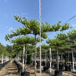 Платан кленолистный (Platanus x acerifolia) ф. крыша