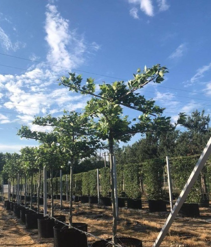 Платан кленолистный (Platanus x acerifolia) ф. двойная крыша