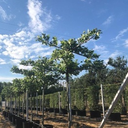 Платан кленолистный (Platanus x acerifolia) ф. двойная крыша