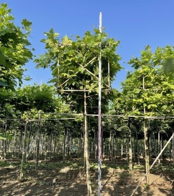Платан кленолистный (Platanus x acerifolia) ф. куб