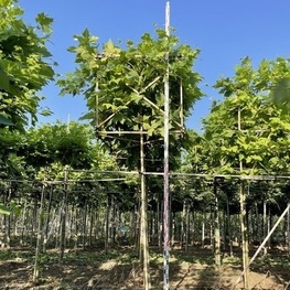 Платан кленолистный (Platanus x acerifolia) ф. куб