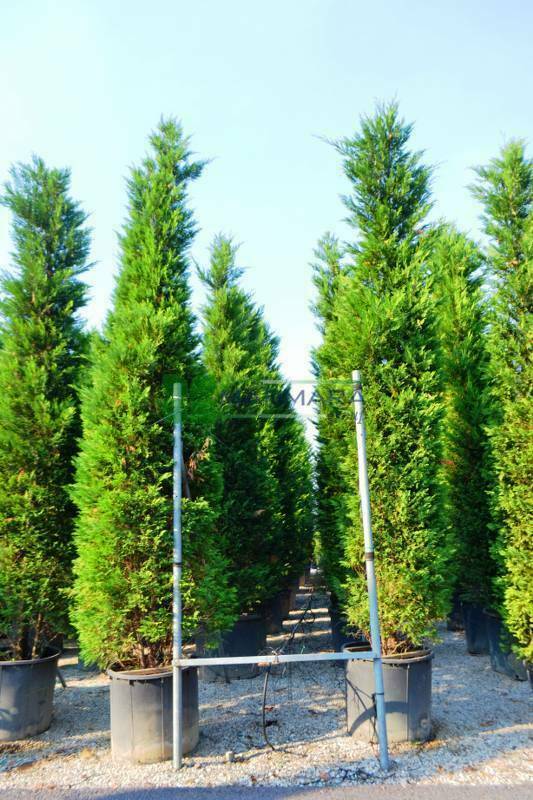 Кипарисовик Лейланда Клон (Cupressocyparis leylandii 'Clone')