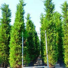 Кипарисовик Лейланда Клон (Cupressocyparis leylandii 'Clone')