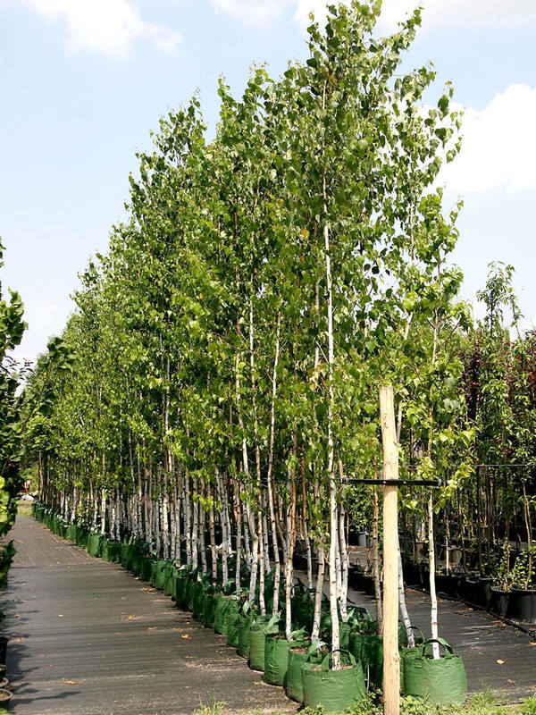 Береза повислая (Betula pendula)