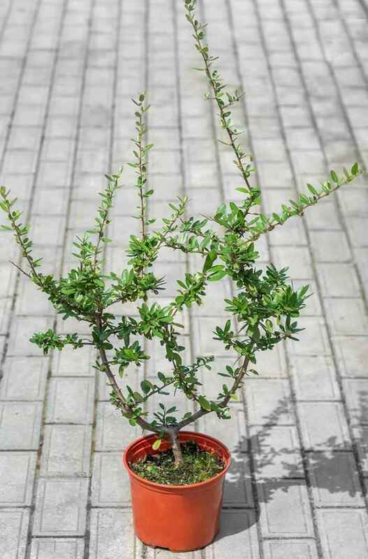 Пираканта Оранж Глоу (Pyracantha 'Orange Glow')