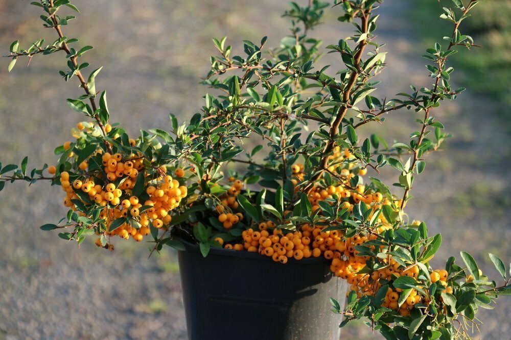 Пираканта "Soleil d’Or"