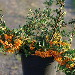 Пираканта Солей д’Ор (Pyracantha 'Soleil d’Or')