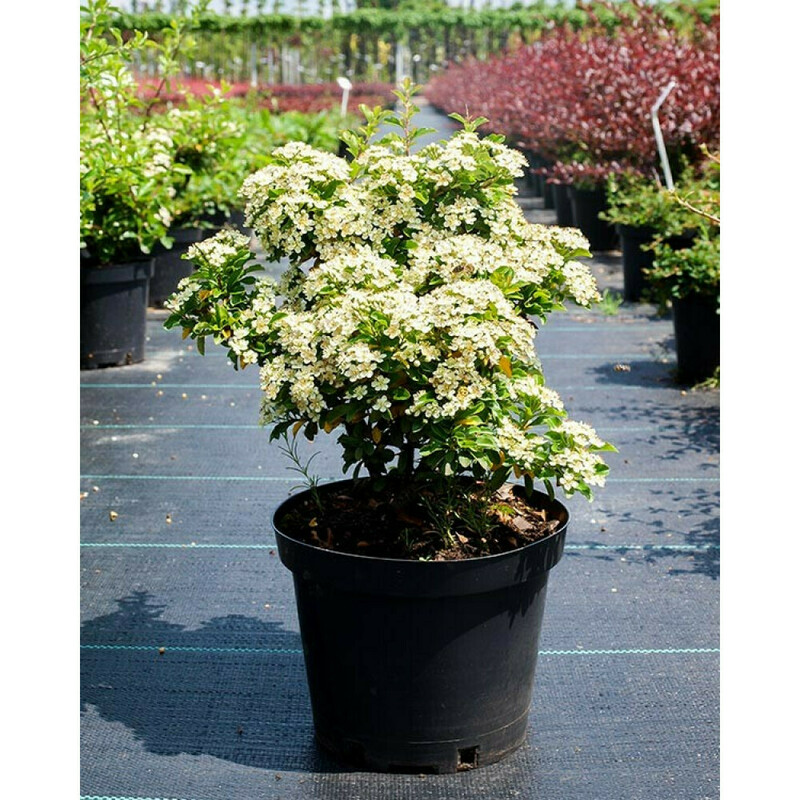 Пираканта Тетон (Pyracantha 'Teton')