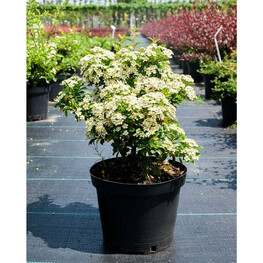 Пираканта "Teton"