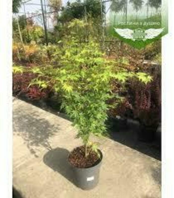 Клен пальмолистный Оранж Дрим (Acer palmatum 'Orange Dream')