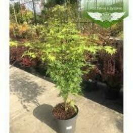 Клен пальмолистный Оранж Дрим (Acer palmatum 'Orange Dream')