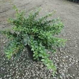 Барбарис средний Паркьювел (Berberis x media 'Parkjuweel')