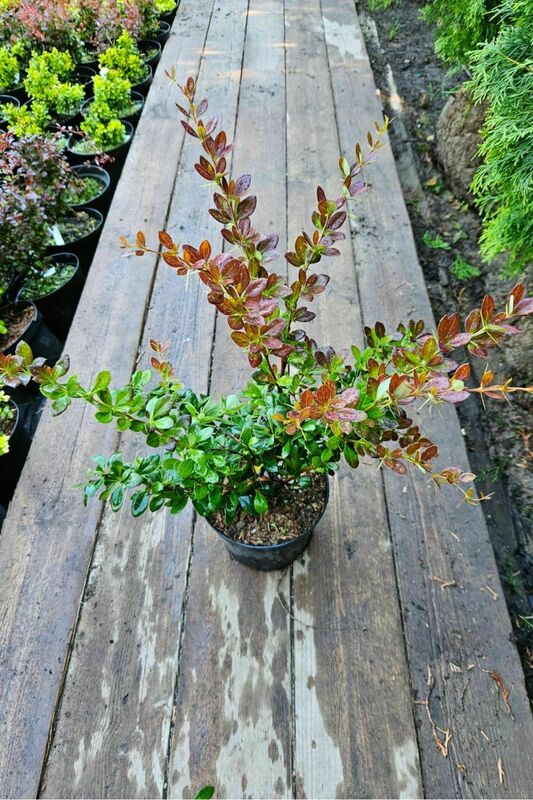 Барбарис средний Ред Джевел (Berberis x media 'Red Jewel')