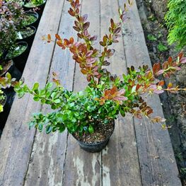 Барбарис средний Ред Джевел (Berberis x media 'Red Jewel')