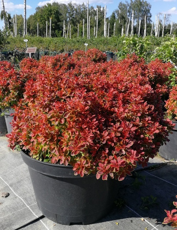 Барбарис Тунберга Адмирейшн (Berberis thunbergii 'Admiration')