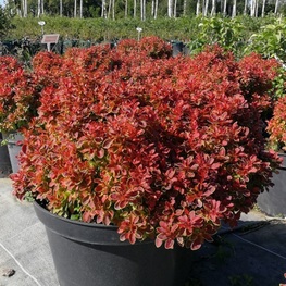Барбарис Тунберга Адмирейшн (Berberis thunbergii 'Admiration')